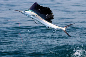 Sailfish Fishing